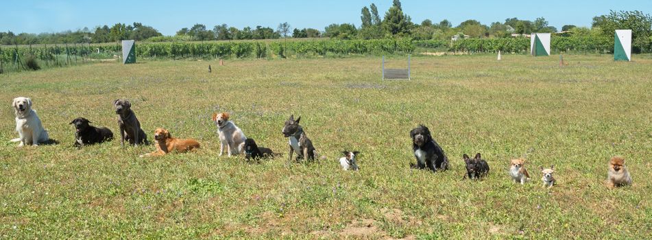 group of dogs in a training of obedience