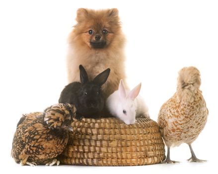 young rabbits, chicken,  and pomeranian in front of white background