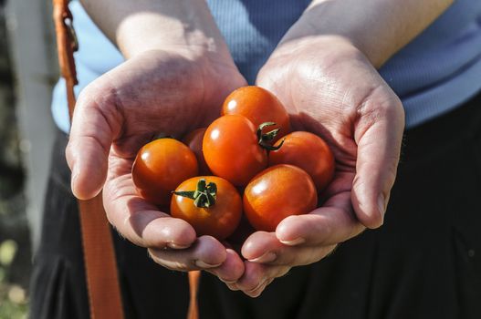 Hands holding freshly harvested cherry tomatoes