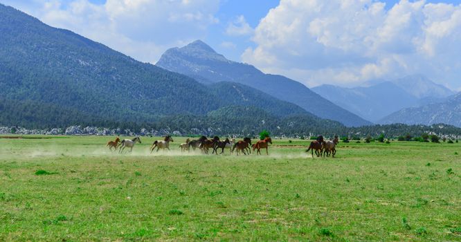 horses in the highlands and living area