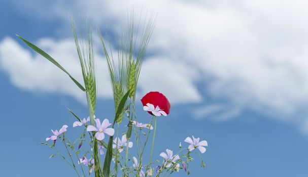 corn and spring flowers