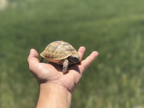 Australasian Mediterranean Tortoise