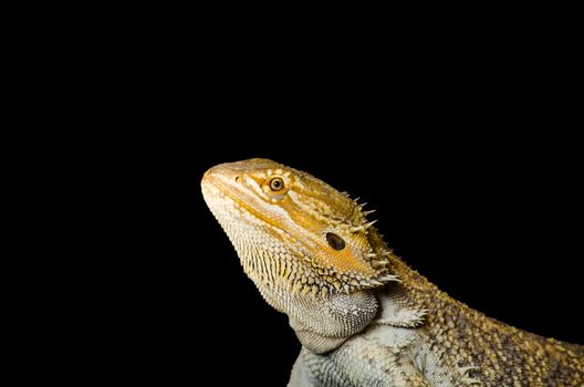 bearded dragon from its side, exotic pet reptile resting, isolated on black backgrorund