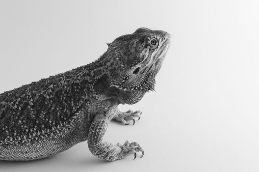 bearded dragon, exotic pet reptile resting, balck and white