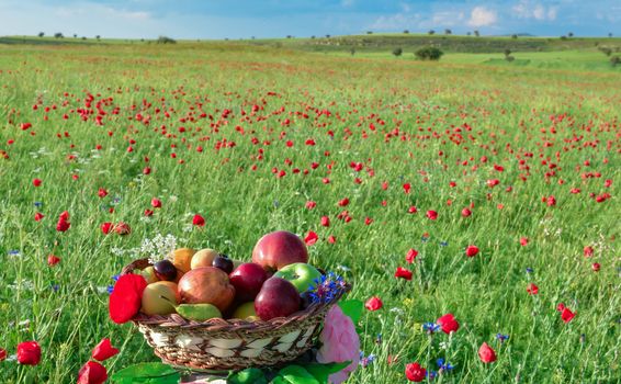fruit basket in a poppy field