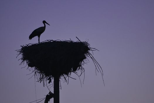 Stork nests and habitat