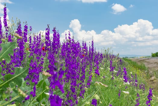 beautiful purple flowers in the fields