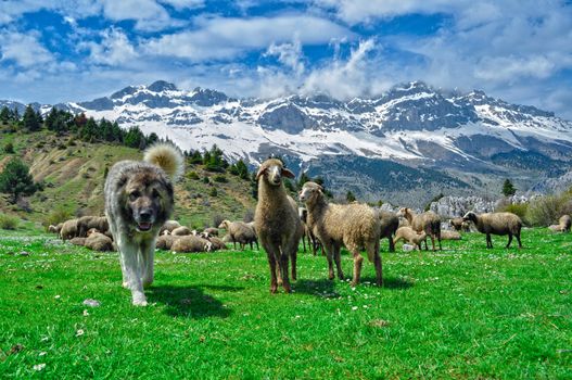 small ruminants in the mountains