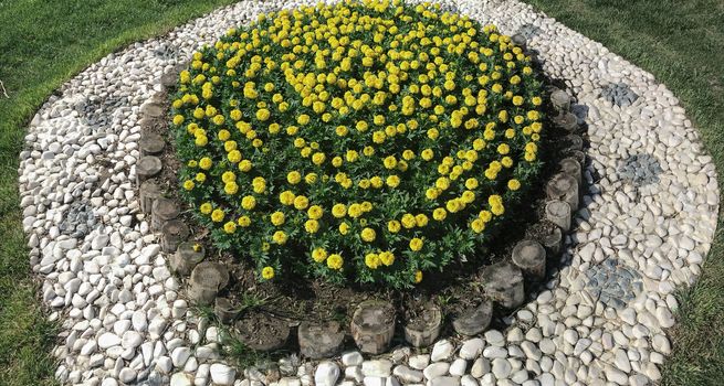 yellow flowers landscape project