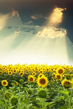 yellow sunflowers on the field and stormy clouds