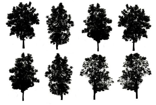 set of eight trees silhouettes isolated on white background with clipping path