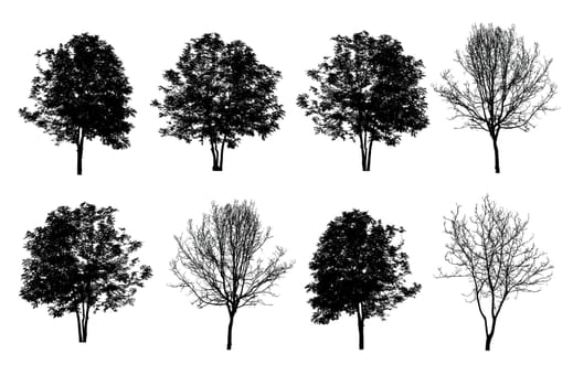 set of eight trees silhouettes isolated on white background