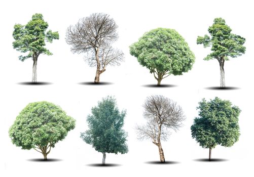 set of eight green trees and dead trees isolated on white background