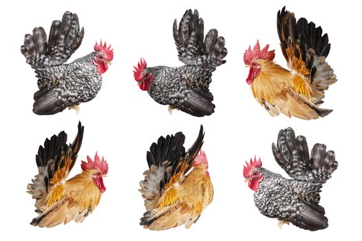 set of chicken bantam ,rooster isolated on white backgrond with clipping path