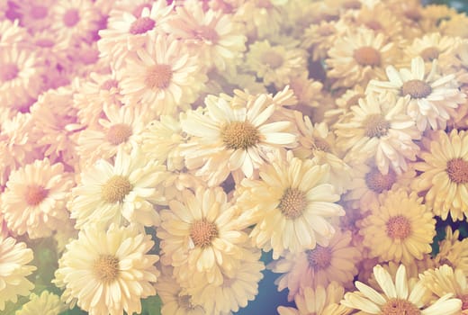 The background image of the colorful flowers with soft light, vintage style