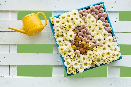 
Colorful flowers on a blue wooden frame with yellow watering pot on a white fence wooden.