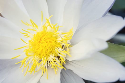 closeup of lotus flower and lotus flower plants