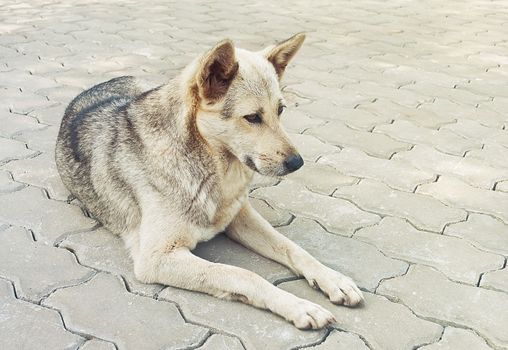 Thai Stray Dog with soft light