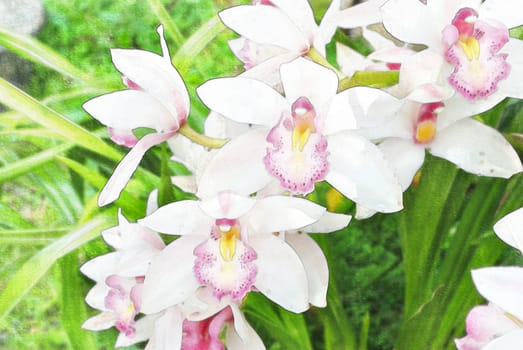 white orchid in the nature, water color style