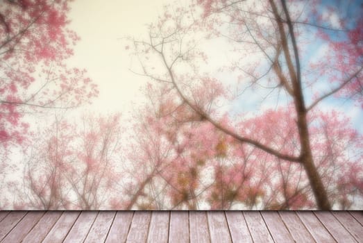 Empty perspective old wooden over blurred beautiful cherry blossoms with bokeh background, for product display montage