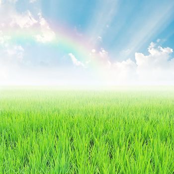 field on a background of the blue sky with rainbow