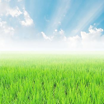 field on a background of the blue sky