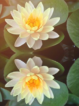 yellow lotus flower on water and reflection in water, with soft light on top left side