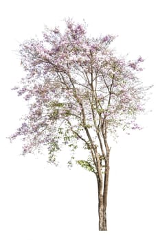 pink flowers tree isolated on white background