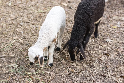 two sheep has one black and one white as a part of their family.