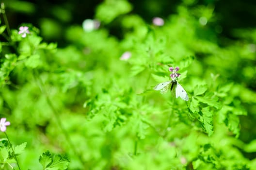 Small cabbage butterfly white on flower and grass