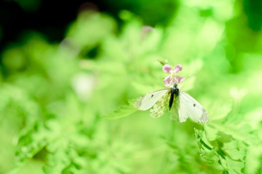 Small cabbage butterfly white on flower and grass