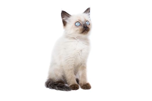 Kitten on white background, kitten plays, summer, Siamese cat