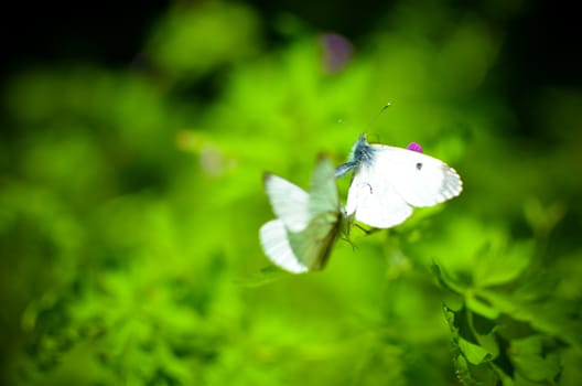 Small cabbage butterfly white on flower and grass