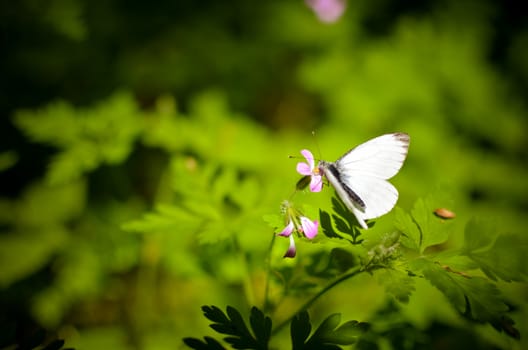 Small cabbage butterfly white on flower and grass