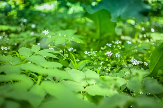 Spring Asperula graveolens white flowers horizontal background