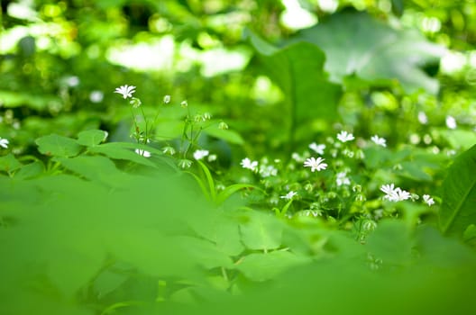 Spring Asperula graveolens white flowers horizontal background