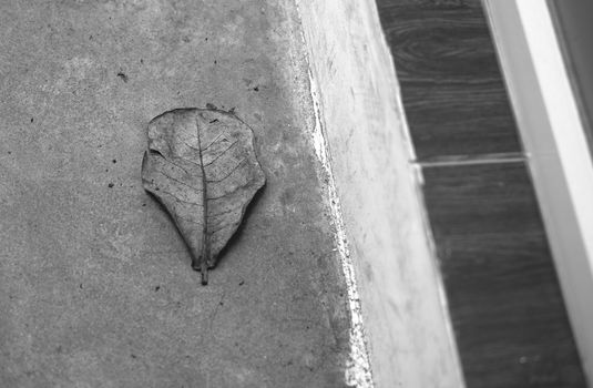 BLACK AND WHITE PHOTO OF DEAD LEAF ON CONCRETE GROUND