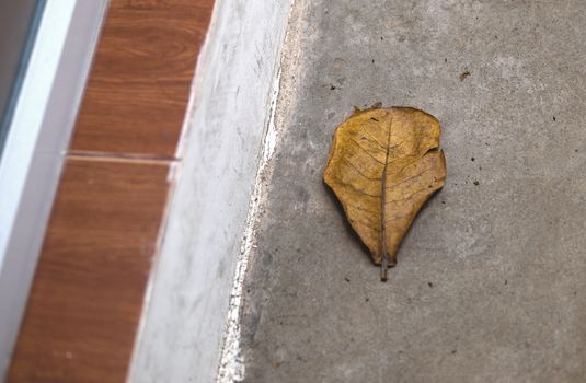 COLOR PHOTO OF DEAD LEAF ON CONCRETE GROUND