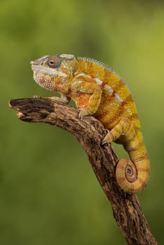 Close up photograph of a panther chameleon climbing up a branch with its tail curled up set against a green background