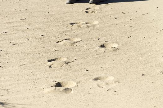 Footprints on yellow sand horizontal image