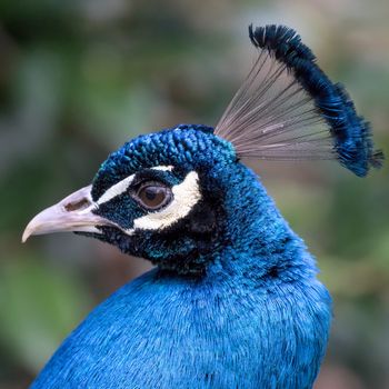 Peacock (Pavo cristatus)