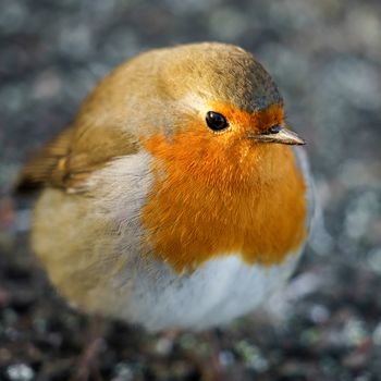 Robin (Erithacus rubecula) on the Ground