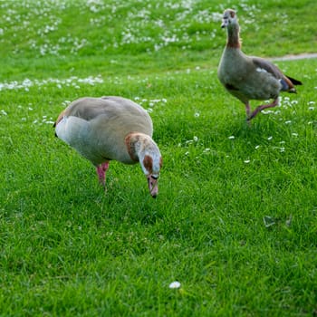 Egyptian Geese (alopochen aegyptiacus) Wandering through the Grass