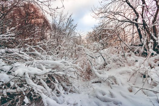 Cold winter snowy landscape at middle of the day