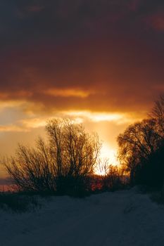 Hot yellow winter sunrise against the trees without leaves