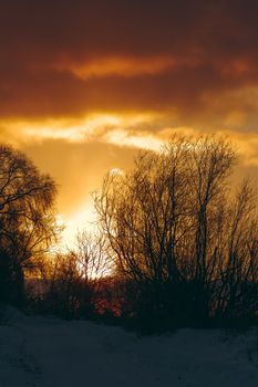 Hot yellow winter sunrise against the trees without leaves