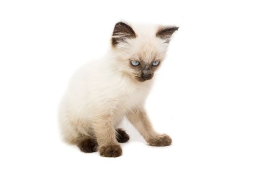 Kitten on white background, kitten plays, summer, Siamese cat