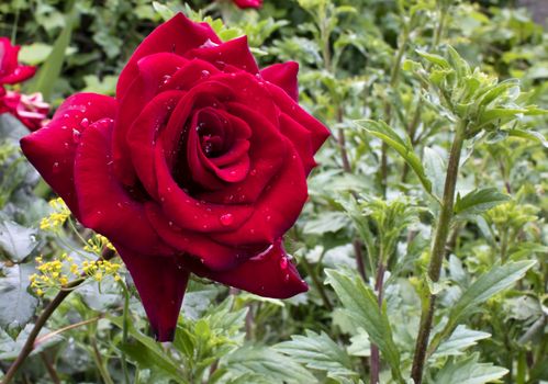 beautiful red rose with rain drops in early morning on green nature background