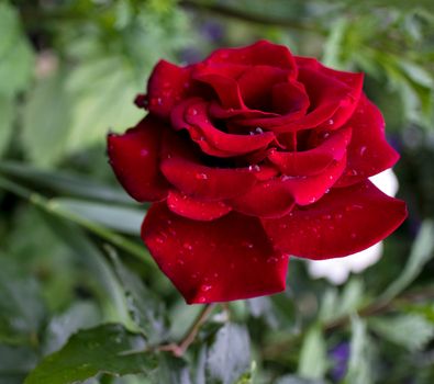 beautiful red rose with rain drops in early morning on green nature background