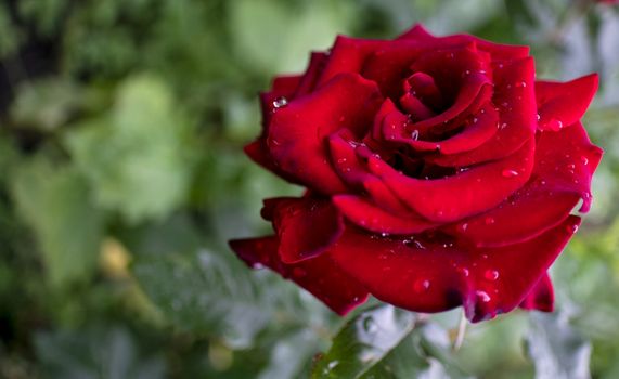 beautiful red rose with rain drops in early morning on green nature background